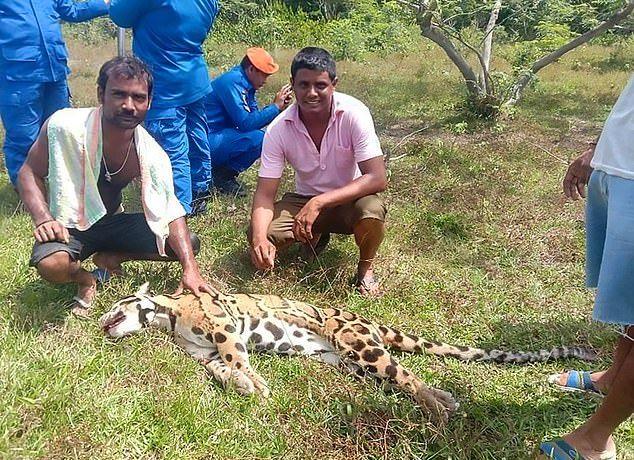 Браконьеры похвастались в Facebook убийством редчайшего дымчатого леопарда