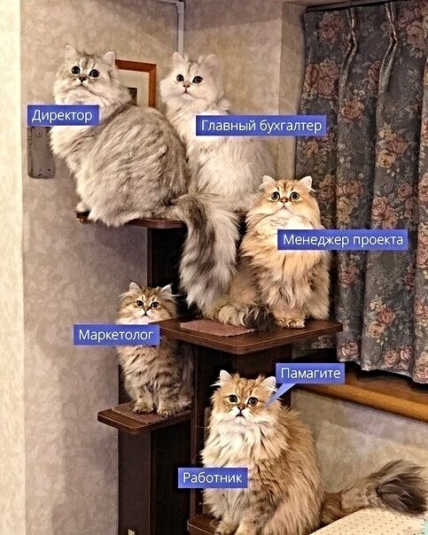 Картинки с котами и про котов Юмор