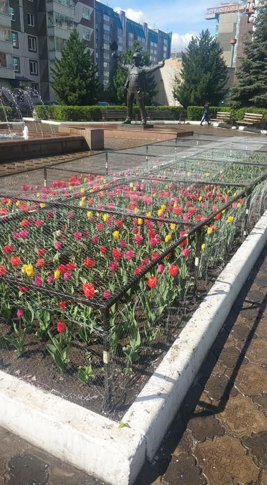 В Красноярске тюльпаны огородили решёткой