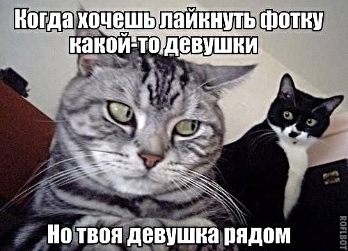 Картинки с котами и про котов