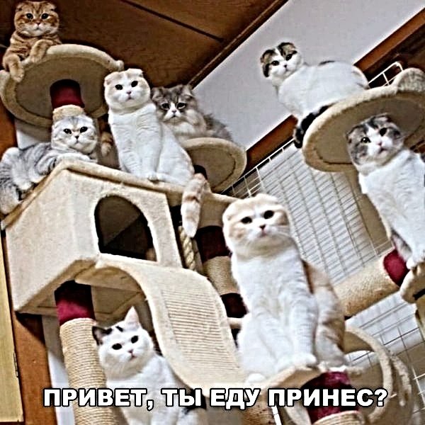 Картинки с котами и про котов