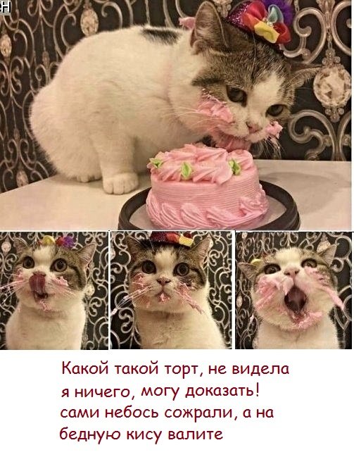 Картинки с котами и про котов