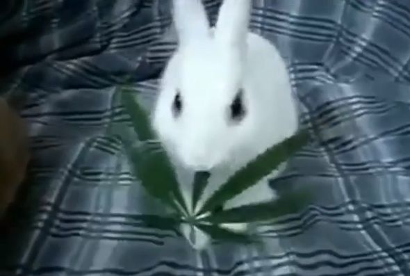 Пагубное влияние марихуаны на кролика