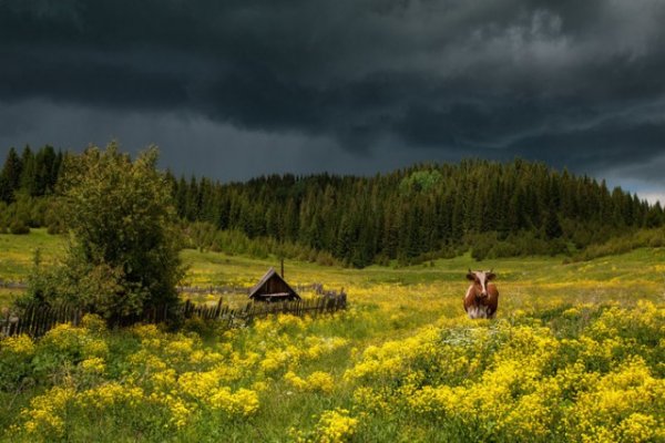 Каникулы в деревне