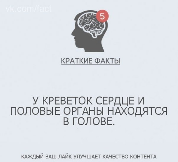 Краткие факты