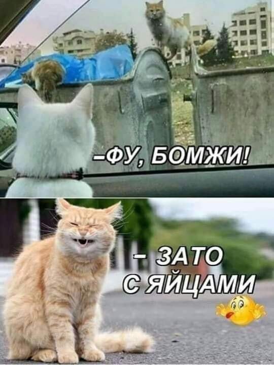 Юмор на любителя