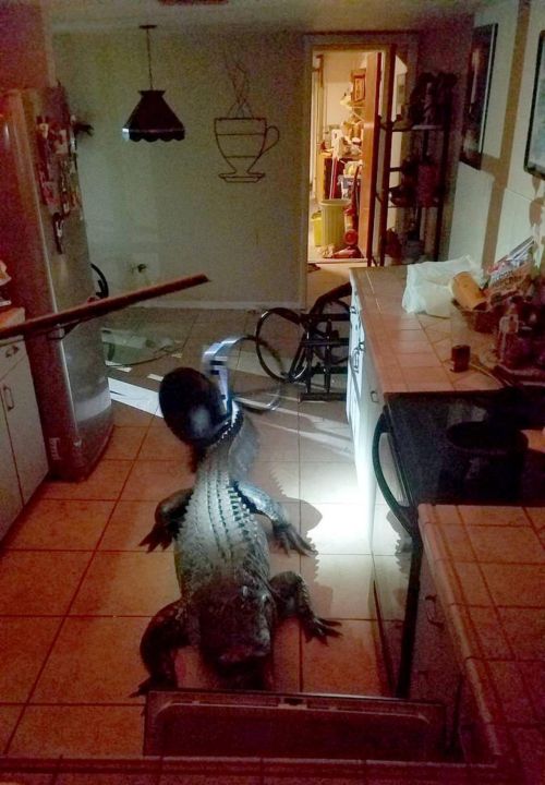 Незваный гость: американец обнаружил большого аллигатора на кухне Всячина