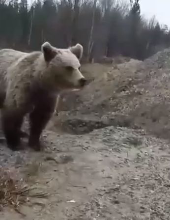 Покормить медведя с рук? Да, без проблем!