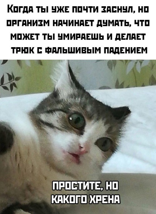 Прикольчики