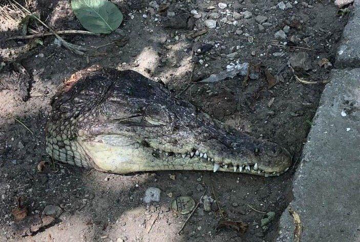Во дворе Симферополя нашли головы крокодилов