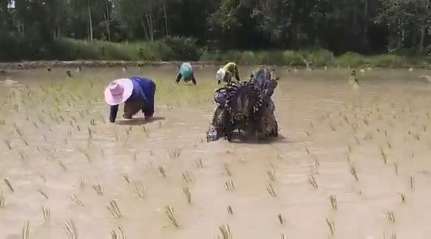 Уборка урожая в Таиланде