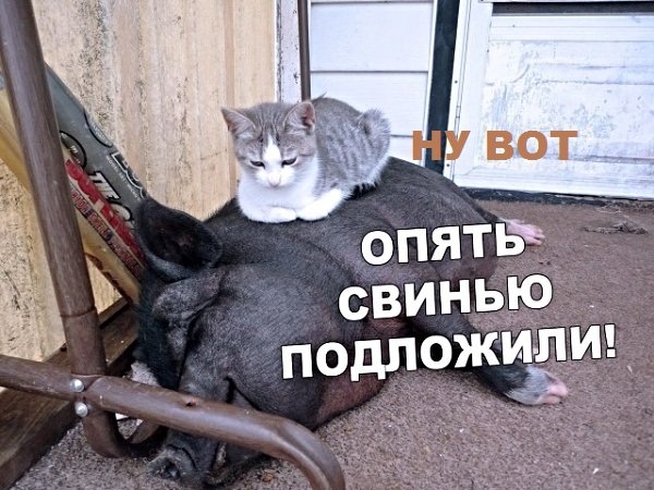 Картинки с котами и про котов