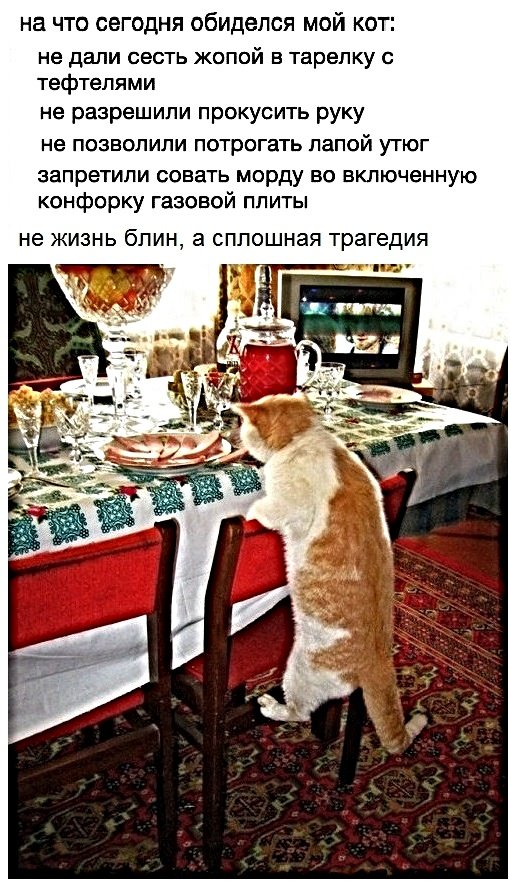 Картинки с котами и про котов