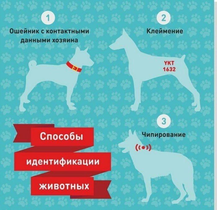 30 занимательных и очень полезных шпаргалок о домашних питомцах