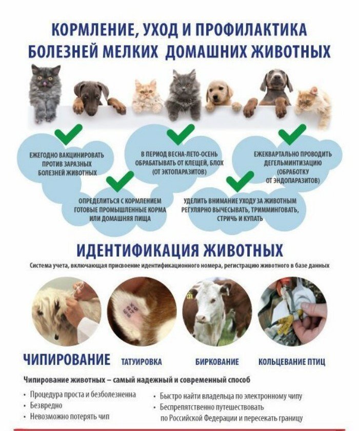 30 занимательных и очень полезных шпаргалок о домашних питомцах