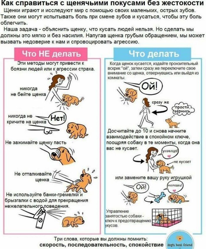 30 занимательных и очень полезных шпаргалок о домашних питомцах