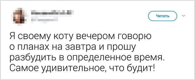 Пользователи рассказали, как они прощаются со своими котиками перед тем, как выйти из дома