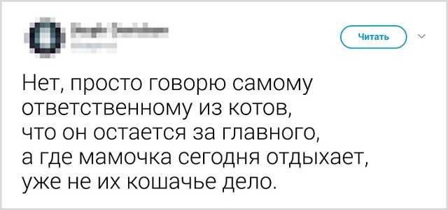 Пользователи рассказали, как они прощаются со своими котиками перед тем, как выйти из дома