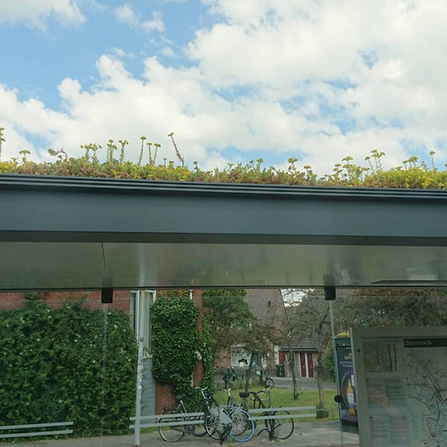 Как автобусные остановки в Нидерландах помогают спасти пчел