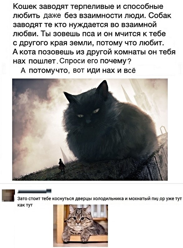 Картинки с надписями с котами и про котов