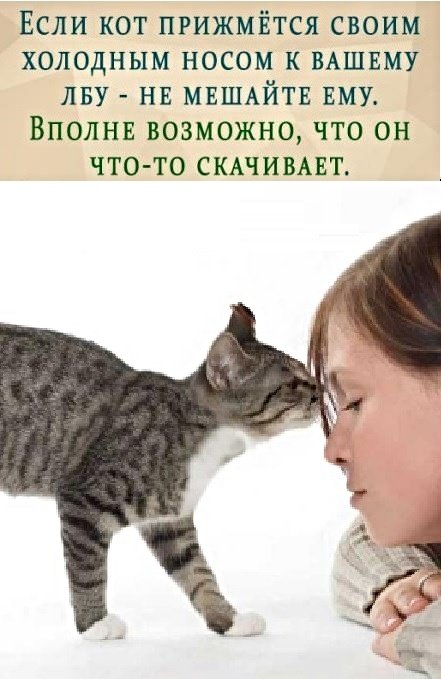 Картинки с надписями с котами и про котов