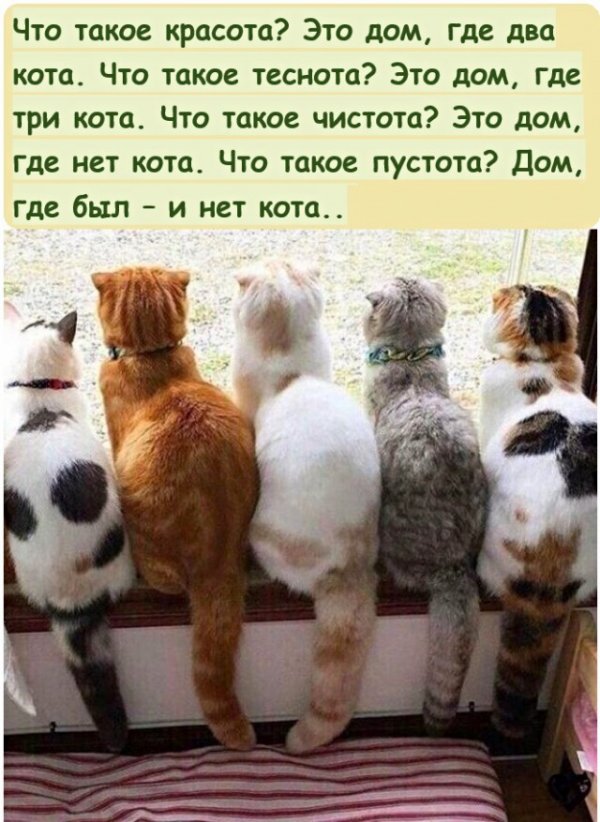 Картинки с котами и про котов » KorZiK.NeT - Портал для русских!