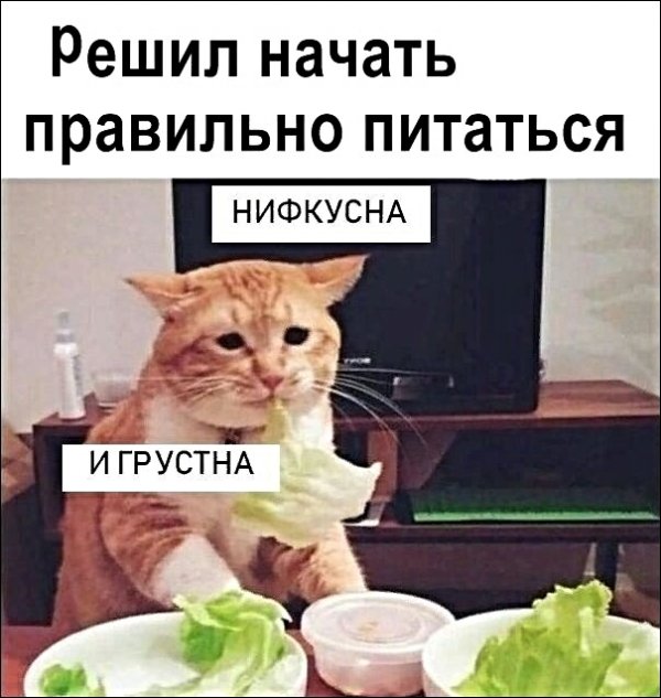 Картинки с котами и про котов