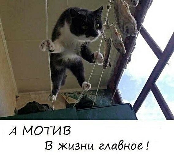 Картинки с котами и про котов