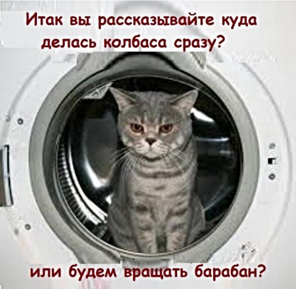 Картинки с котами и про котов