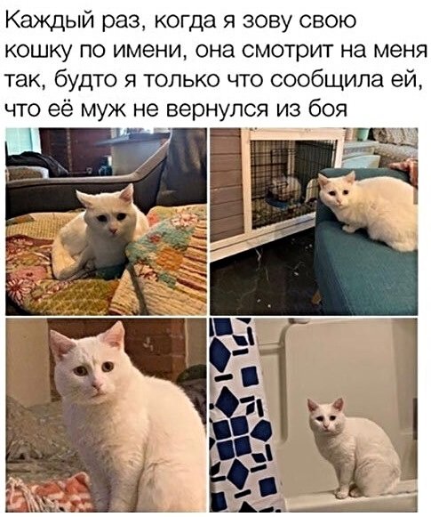 Картинки с котами и про котов