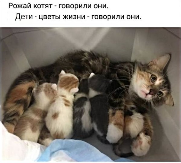 Картинки с котами и про котов