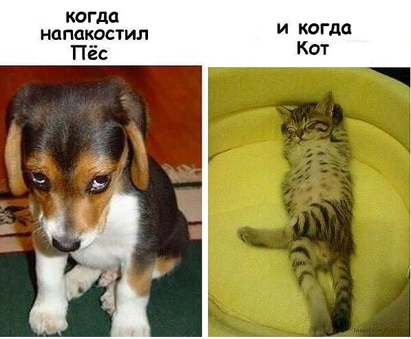 Картинки с котами и про котов