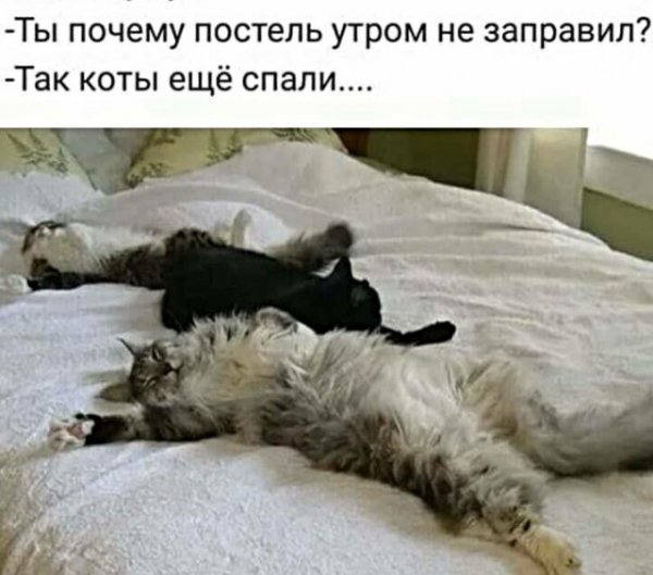 Картинки с котами и про котов