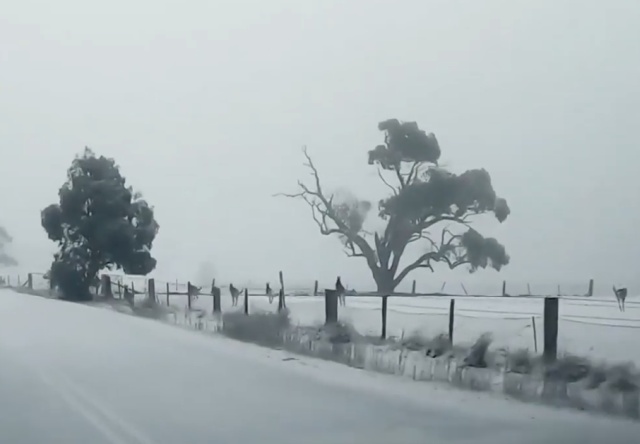 Необычное зрелище из Австралии: кенгуру на снегу