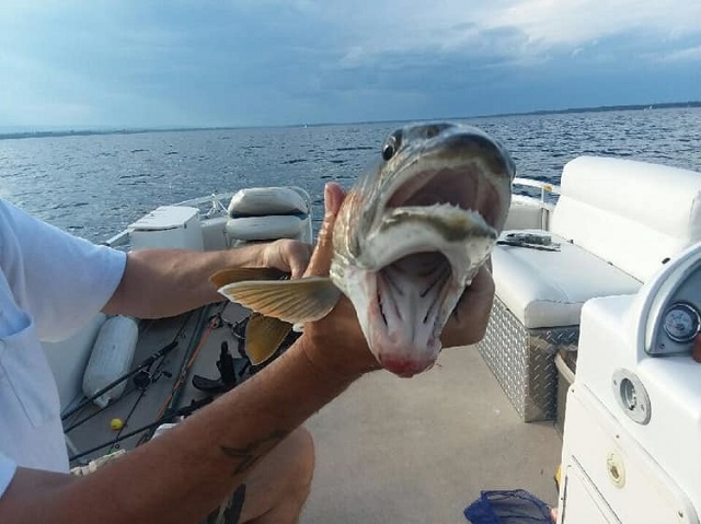 Семейная пара из США поймала в озере Шамплейн рыбу-мутанта Всячина