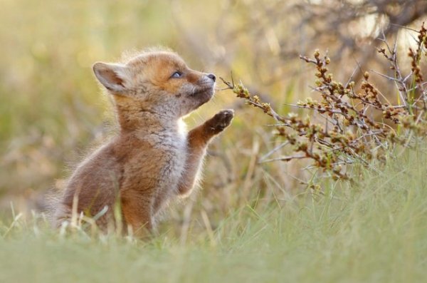 Животинки разной фото