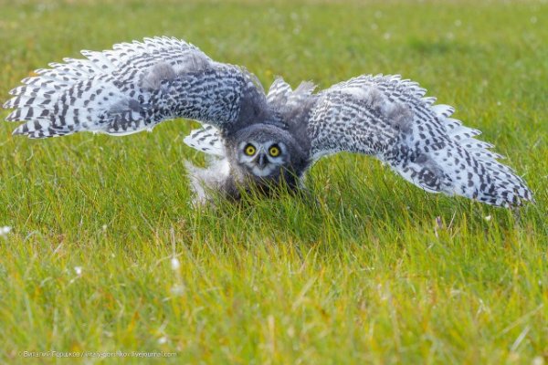 Животинки разной фото