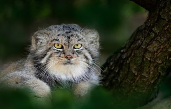 Животинки разной фото