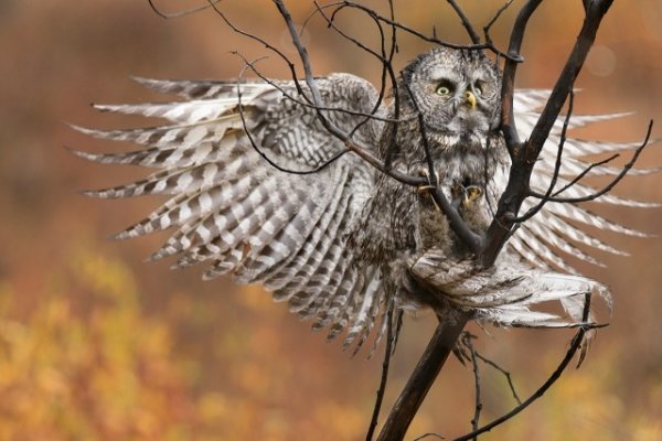 Животинки разной фото