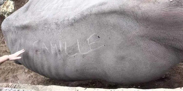 Посетители зоопарка выцарапали свои имена на живом носороге