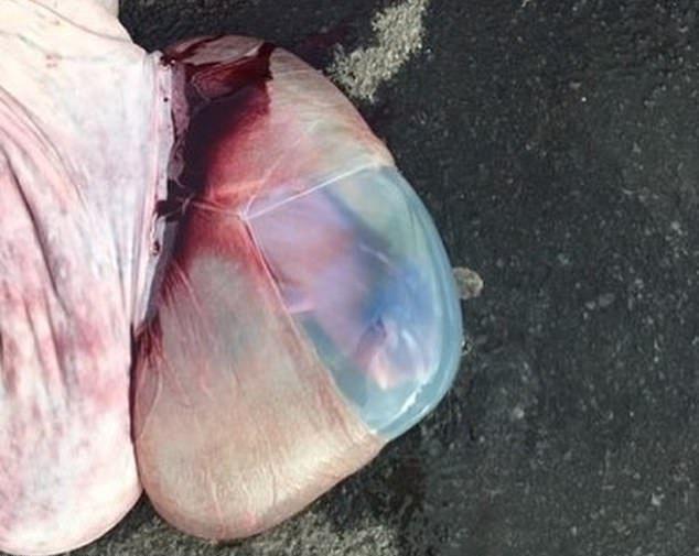 Кровавая баня на Фарерских островах: за 12 минут зарезали почти 100 китов