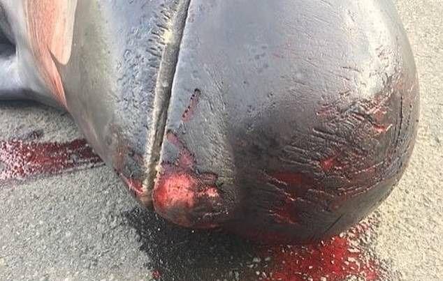 Кровавая баня на Фарерских островах: за 12 минут зарезали почти 100 китов
