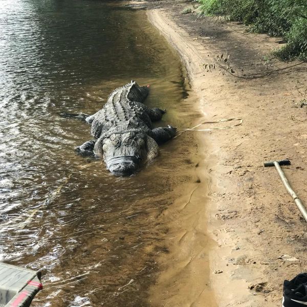 Охотники убили огромного аллигатора в Джорджии
