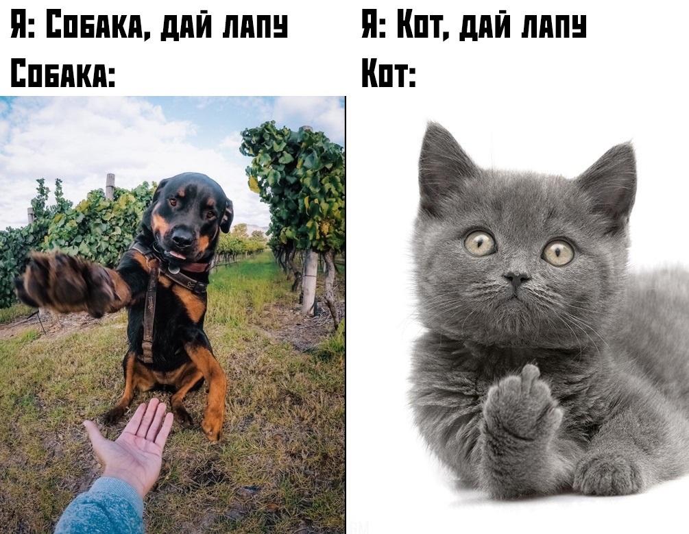 Прикольчики