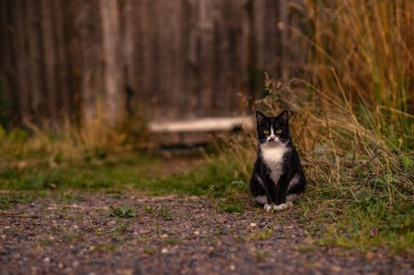 Погладь кота!