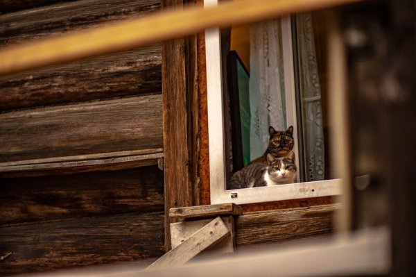 Погладь кота!