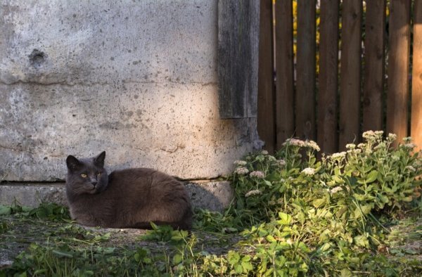 Погладь кота!