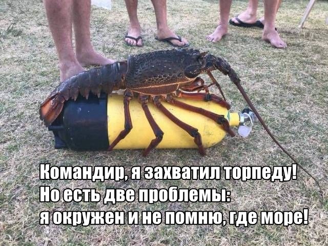 Прикольчики