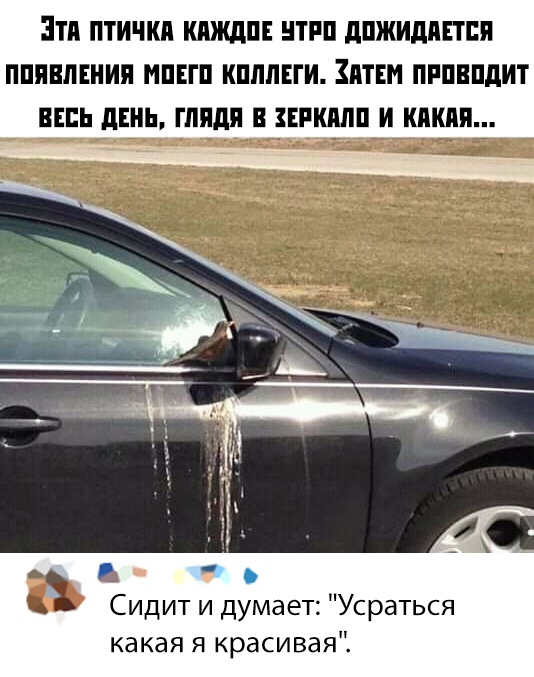 Прикольчики