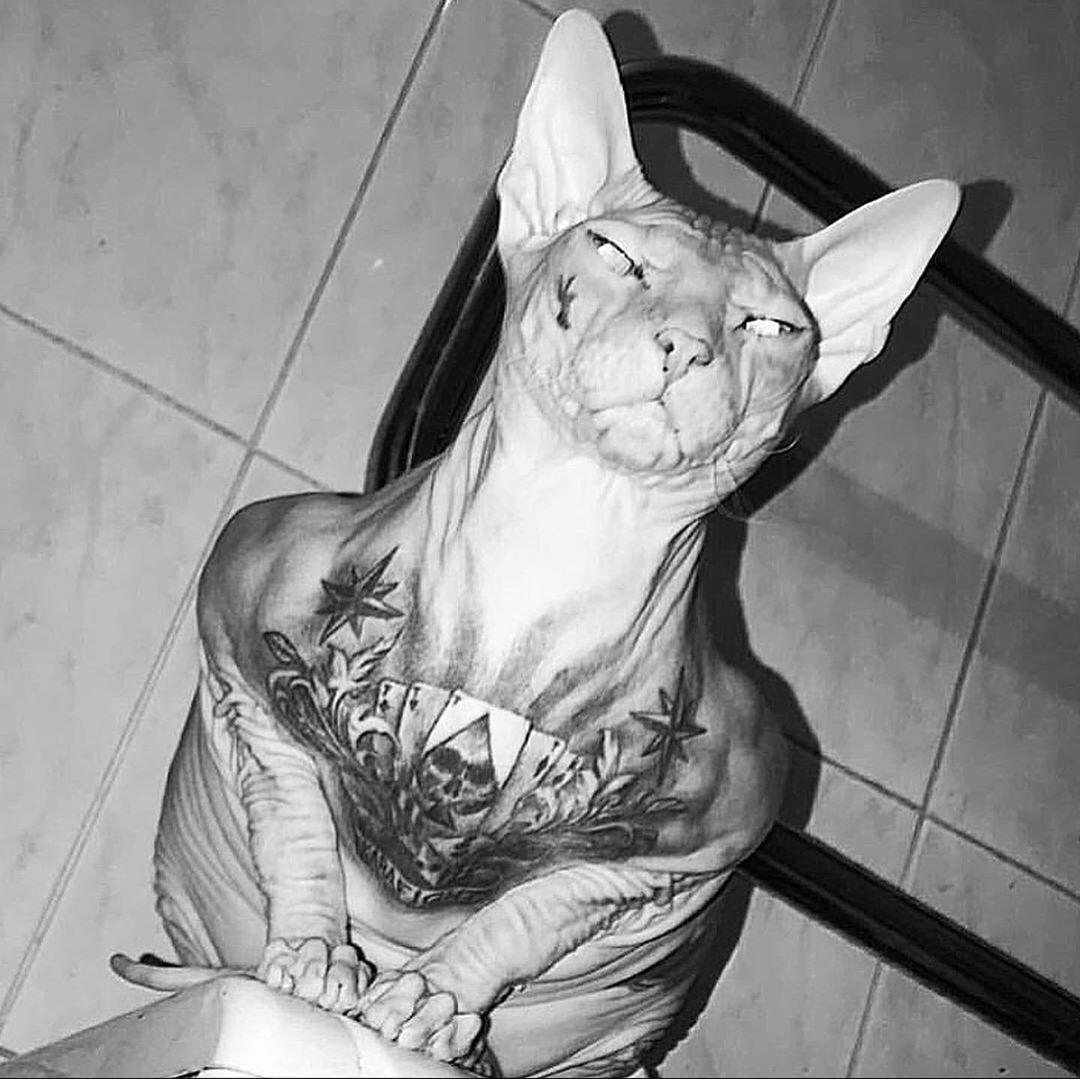Татуированный кот сфинкс